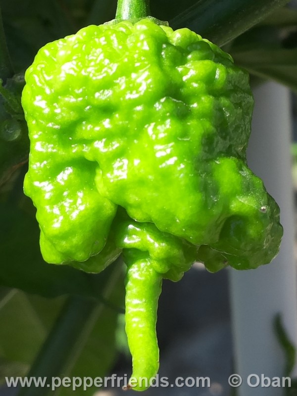 carolina-reaper_001_frutto_06.jpg