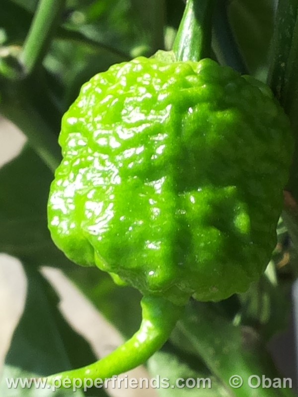 carolina-reaper_001_frutto_07.jpg