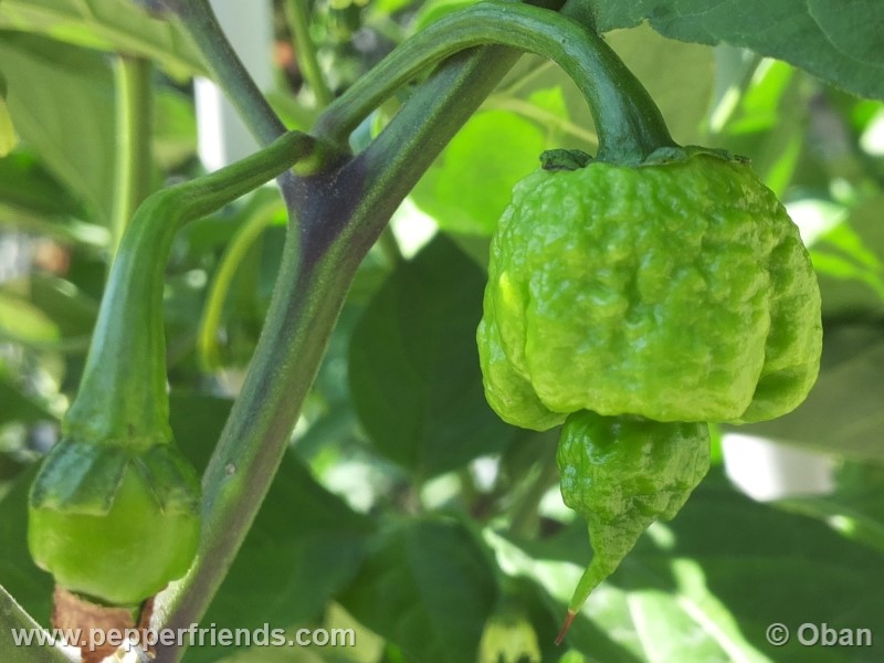 carolina-reaper_001_frutto_08.jpg