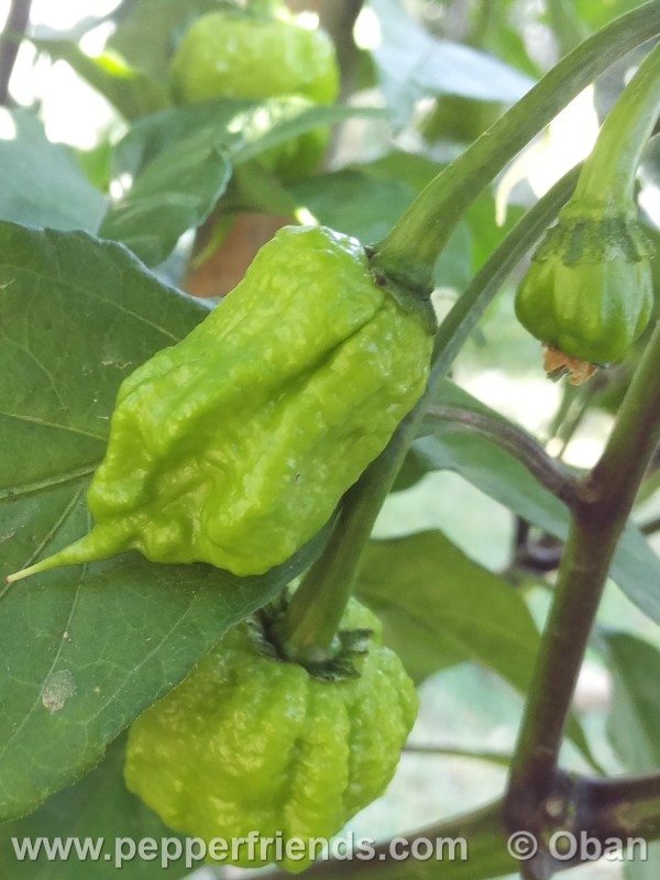 carolina-reaper_001_frutto_09.jpg