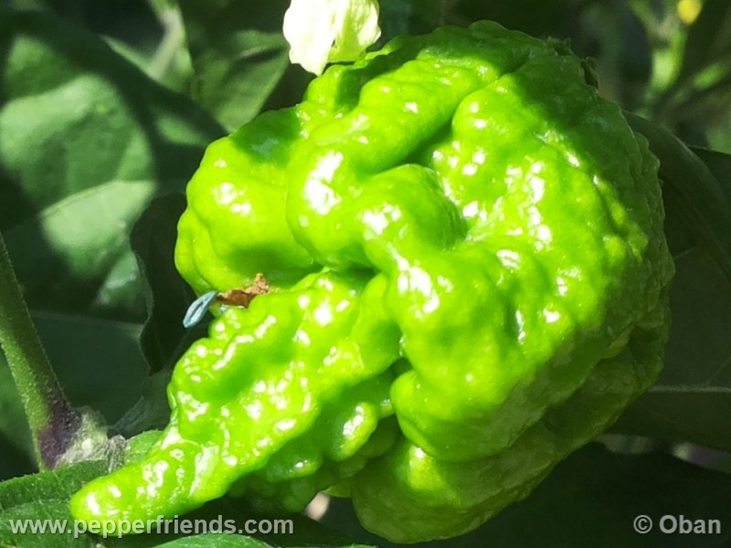 carolina-reaper_001_frutto_10.jpg