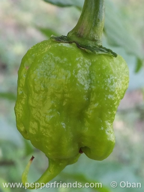 carolina-reaper_001_frutto_11.jpg