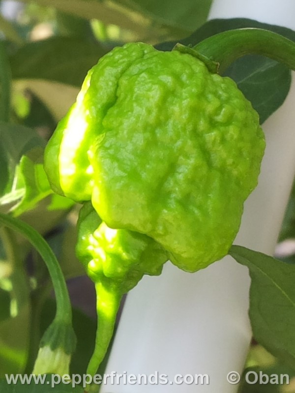 carolina-reaper_001_frutto_12.jpg