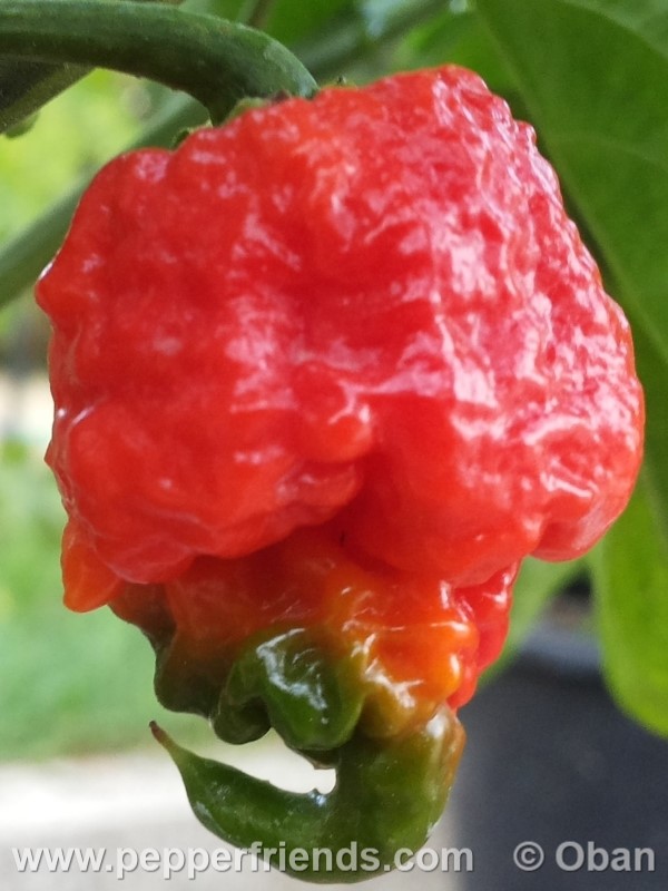 carolina-reaper_001_frutto_15.jpg