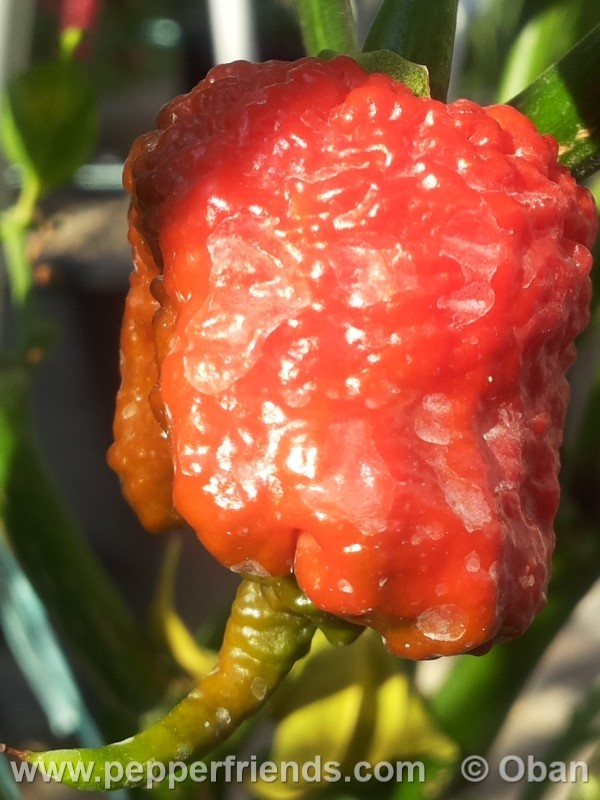 carolina-reaper_001_frutto_16.jpg