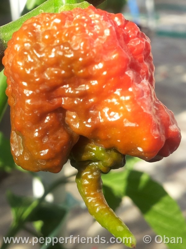 carolina-reaper_001_frutto_17.jpg