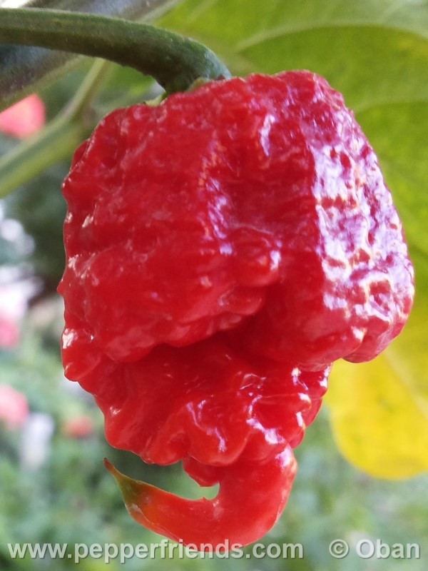 carolina-reaper_001_frutto_18.jpg