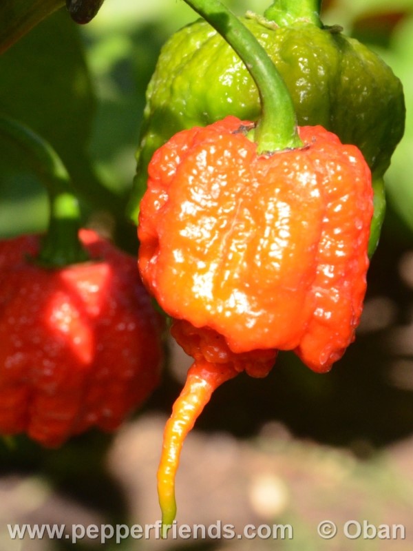 carolina-reaper_001_frutto_19.jpg