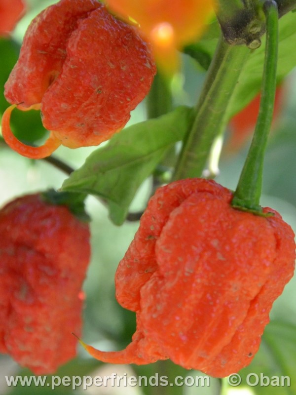 carolina-reaper_001_frutto_20.jpg