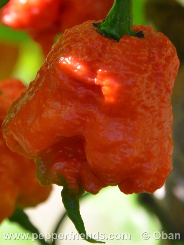 carolina-reaper_001_frutto_21.jpg