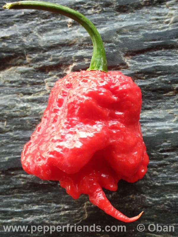 carolina-reaper_001_frutto_22.jpg