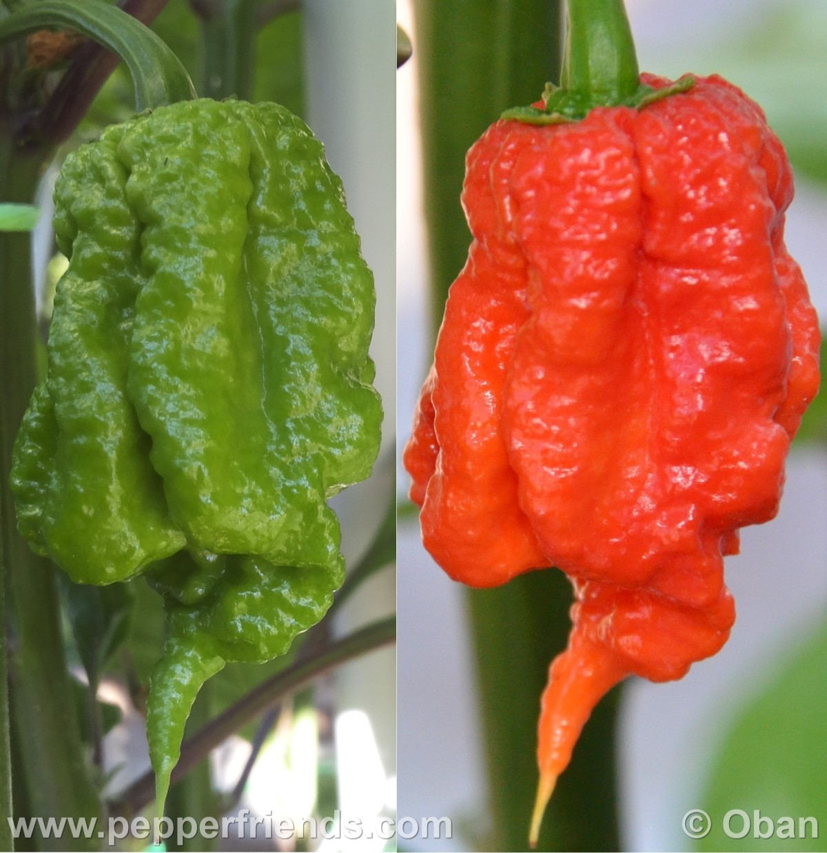 carolina-reaper_001_frutto_23.jpg