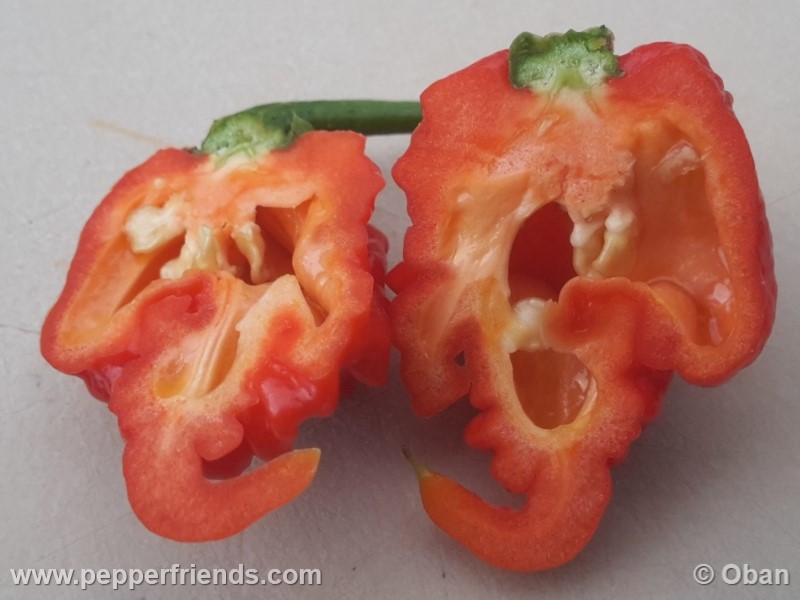 carolina-reaper_001_frutto_28.jpg