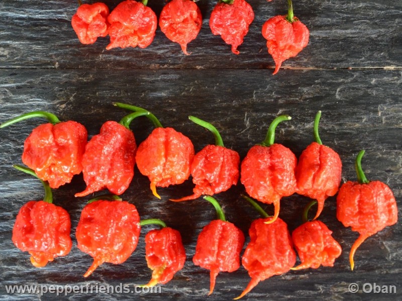 carolina-reaper_001_frutto_31.jpg