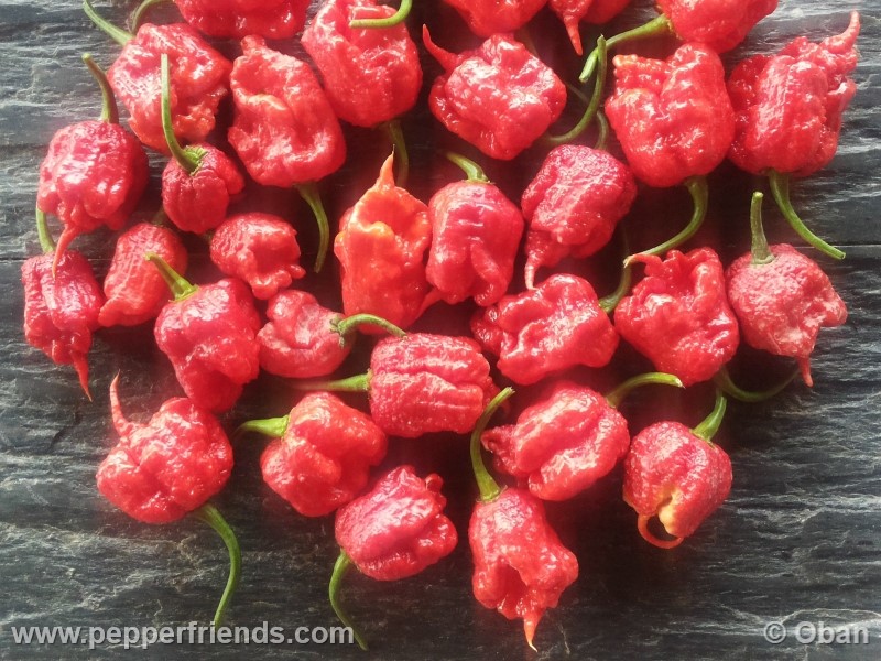 carolina-reaper_001_frutto_32.jpg