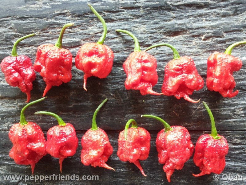 carolina-reaper_001_frutto_33.jpg