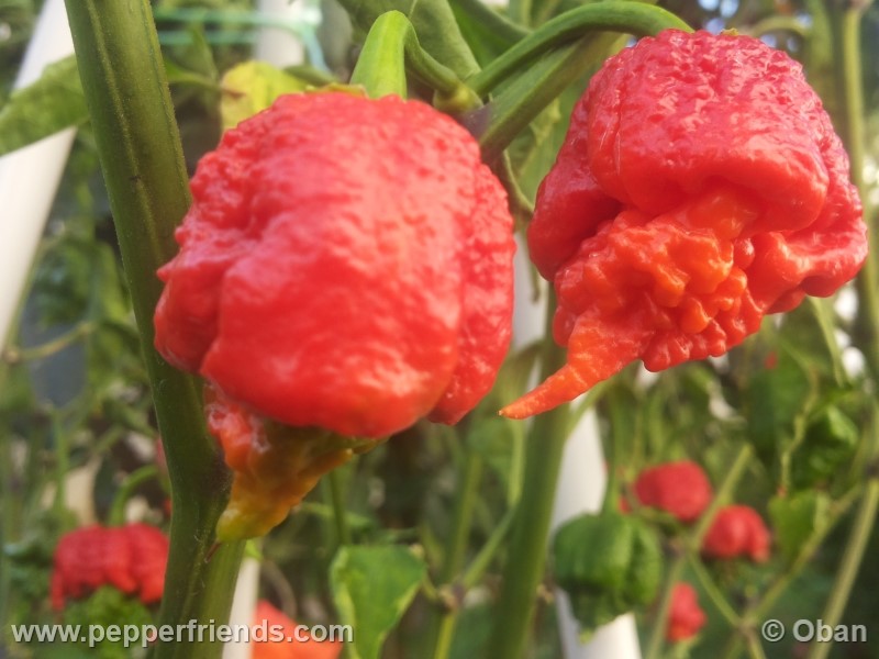 carolina-reaper_001_frutto_34.jpg