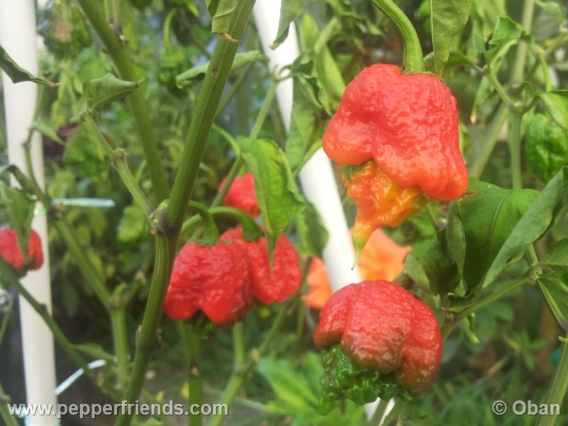 carolina-reaper_001_frutto_35.jpg