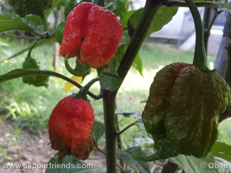 carolina-reaper_001_frutto_36.jpg