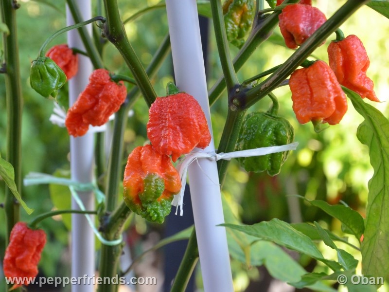 carolina-reaper_001_frutto_38.jpg