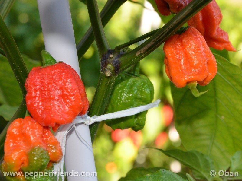 carolina-reaper_001_frutto_39.jpg