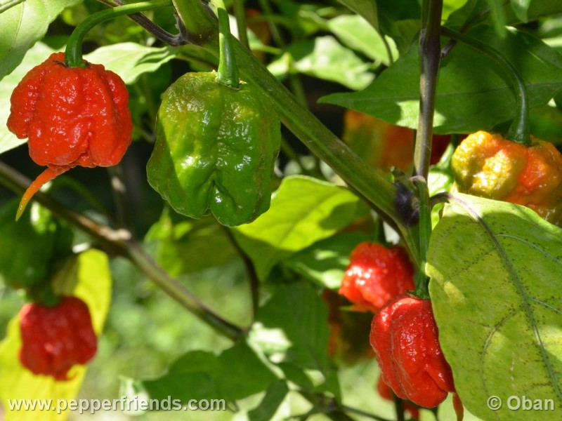 carolina-reaper_001_frutto_40.jpg