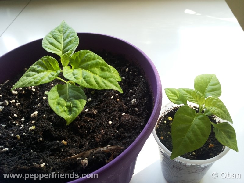 carolina-reaper_001_pianta_03.jpg