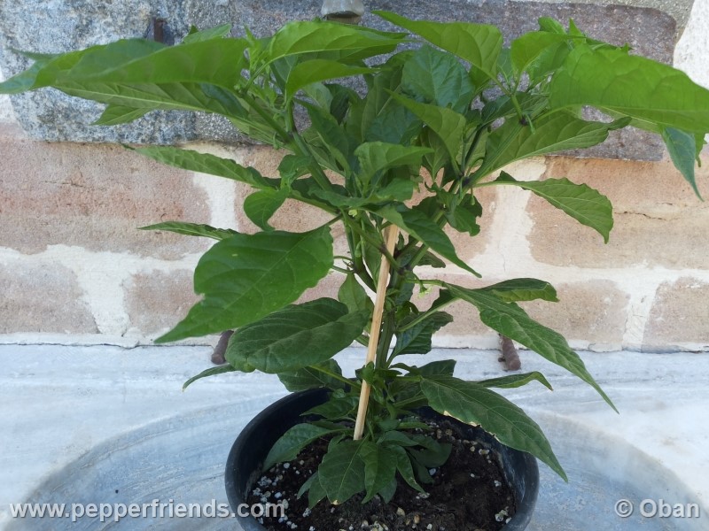 carolina-reaper_001_pianta_04.jpg