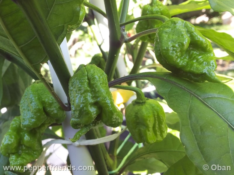 carolina-reaper_001_pianta_06.jpg