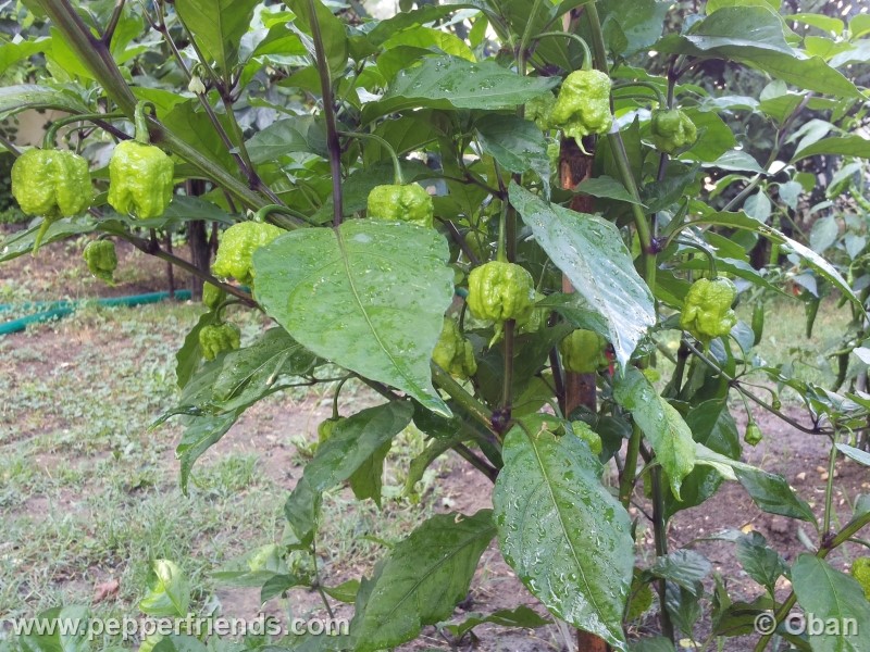 carolina-reaper_001_pianta_08.jpg