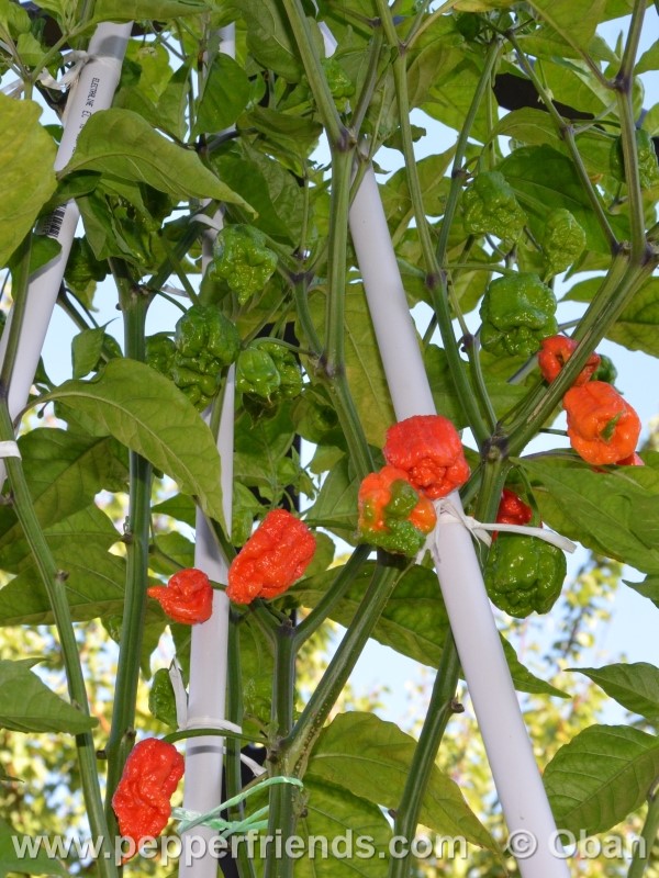 carolina-reaper_001_pianta_09.jpg