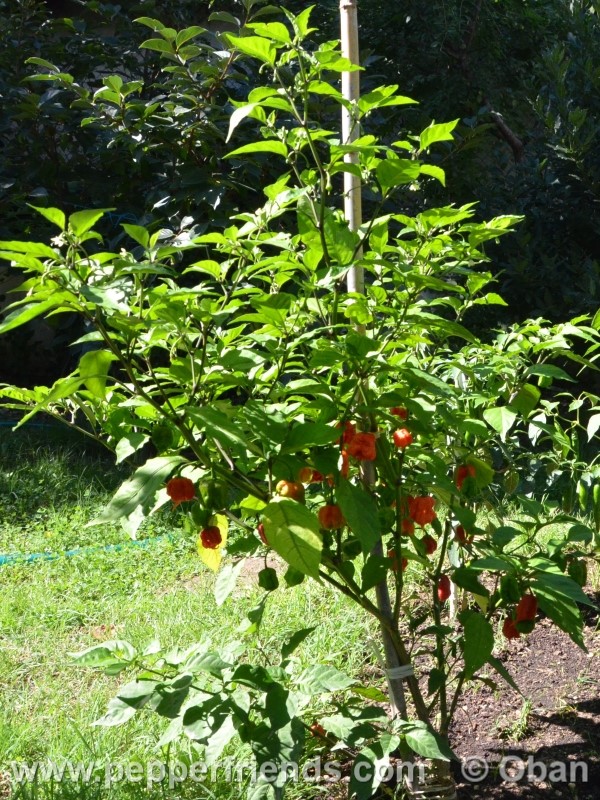 carolina-reaper_001_pianta_10.jpg