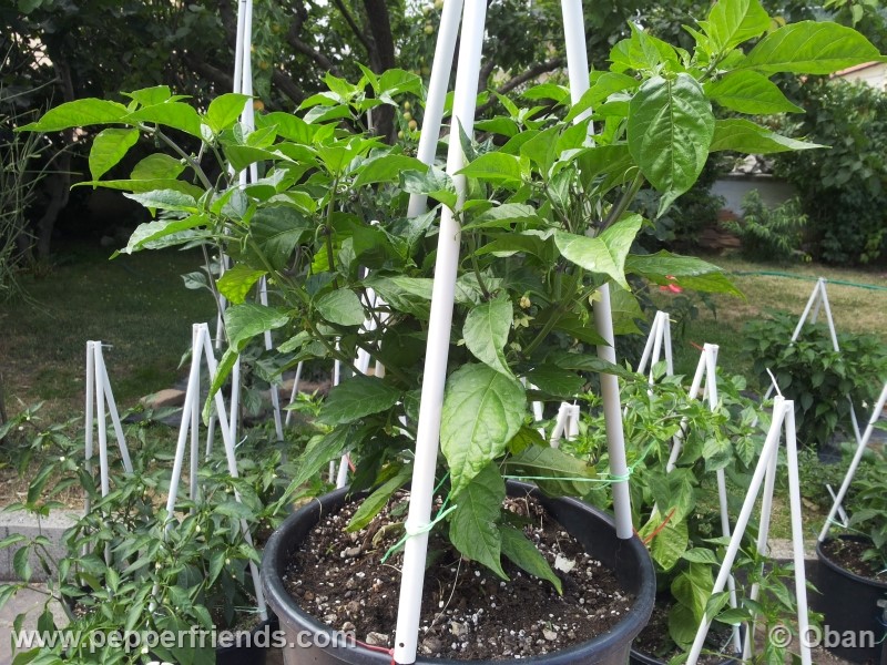 carolina-reaper_001_pianta_14.jpg