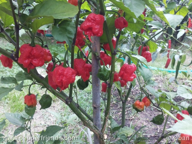 carolina-reaper_001_pianta_16.jpg