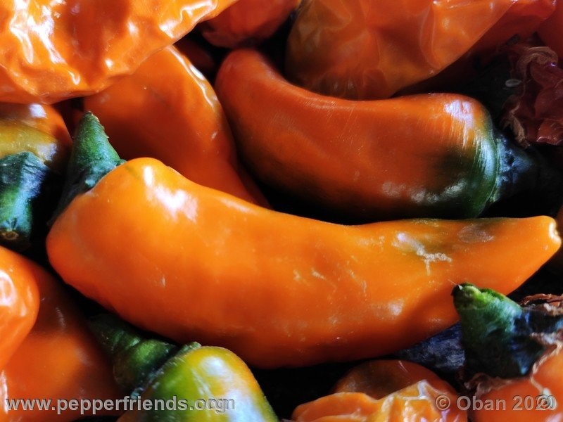 cayenne-golden_002_frutto_28.jpg