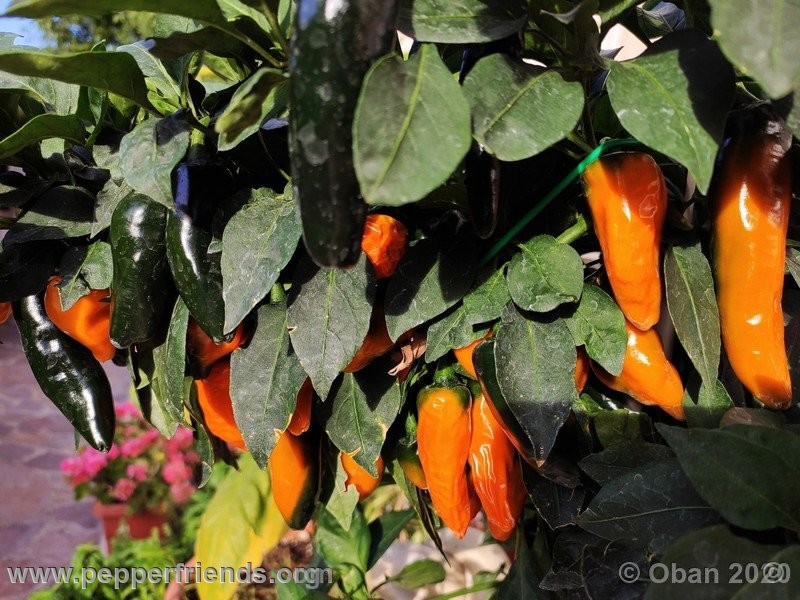 cayenne-golden_002_pianta_19.jpg