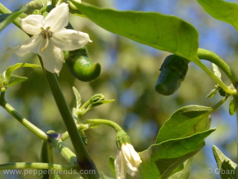 cayenne-golden_001_fiore_03.jpg