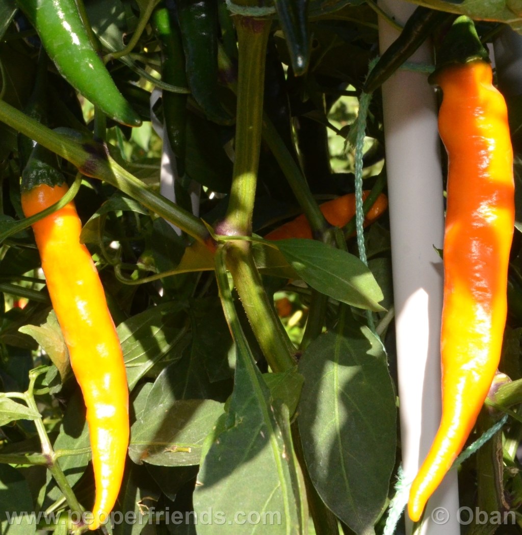 cayenne-golden_001_frutto_07.jpg