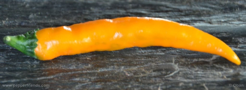 cayenne-golden_001_frutto_09.jpg