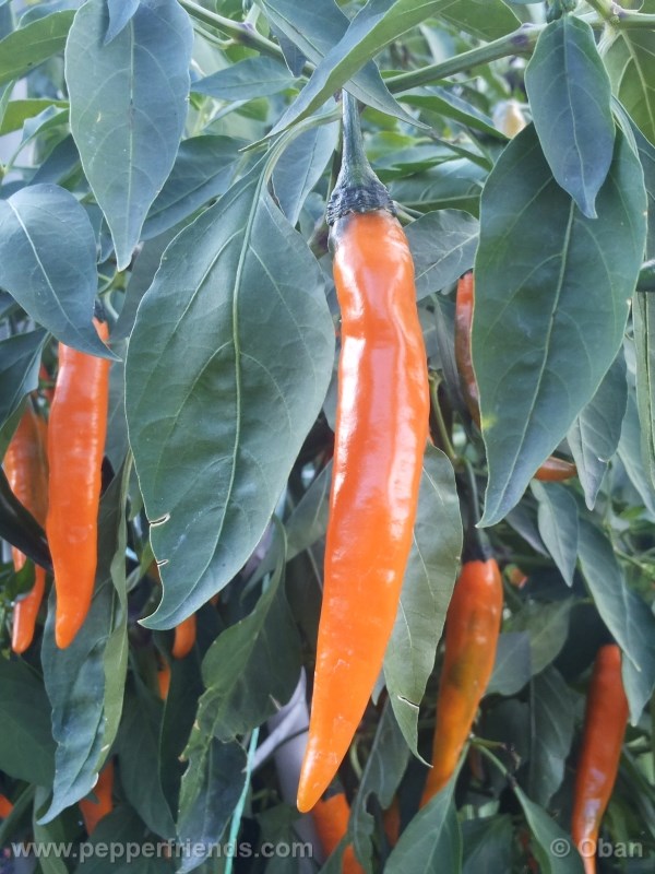 cayenne-golden_001_frutto_14.jpg