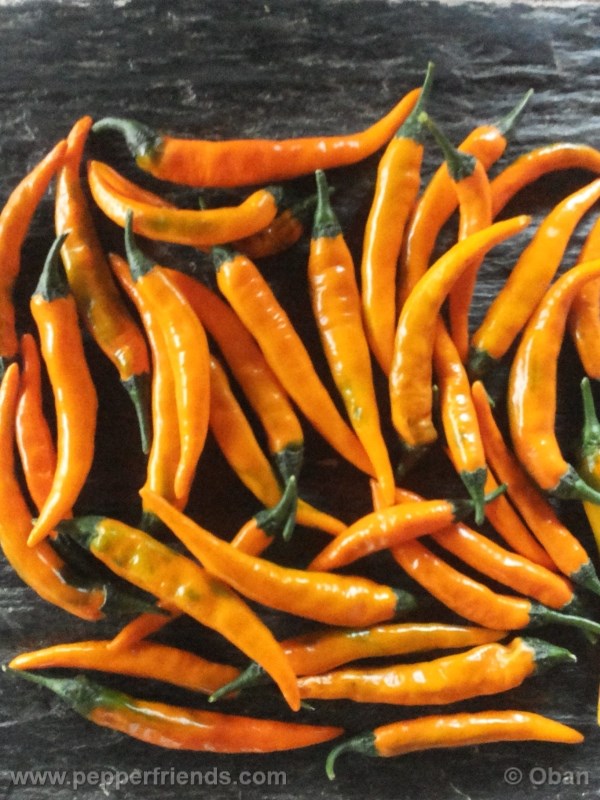 cayenne-golden_001_frutto_17.jpg