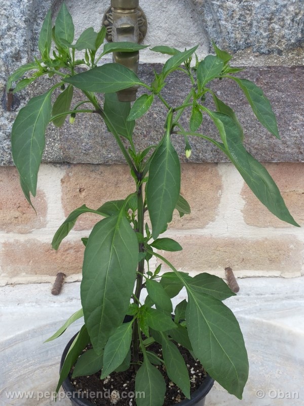 cayenne-golden_001_pianta_05.jpg