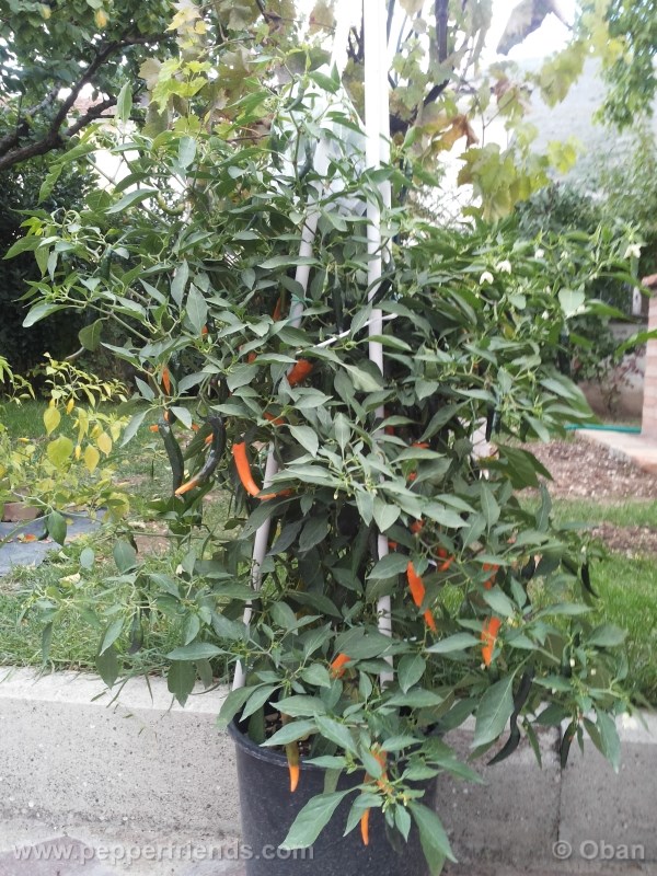 cayenne-golden_001_pianta_09.jpg