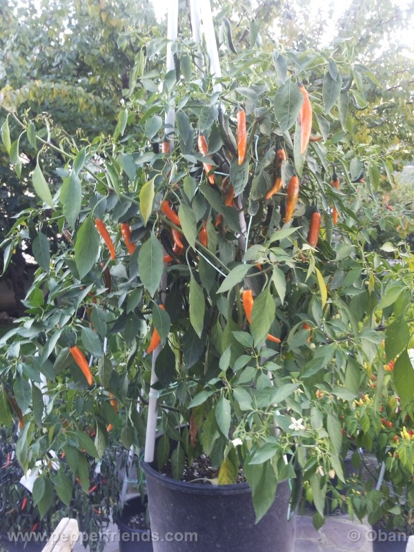 cayenne-golden_001_pianta_10.jpg