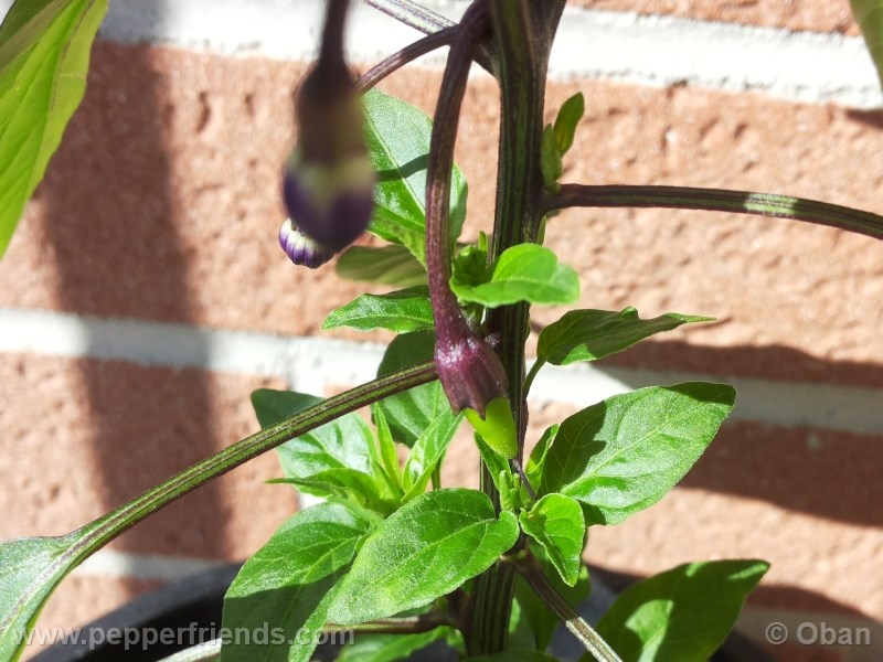 cayenne-purple_001_frutto_%2001.jpg