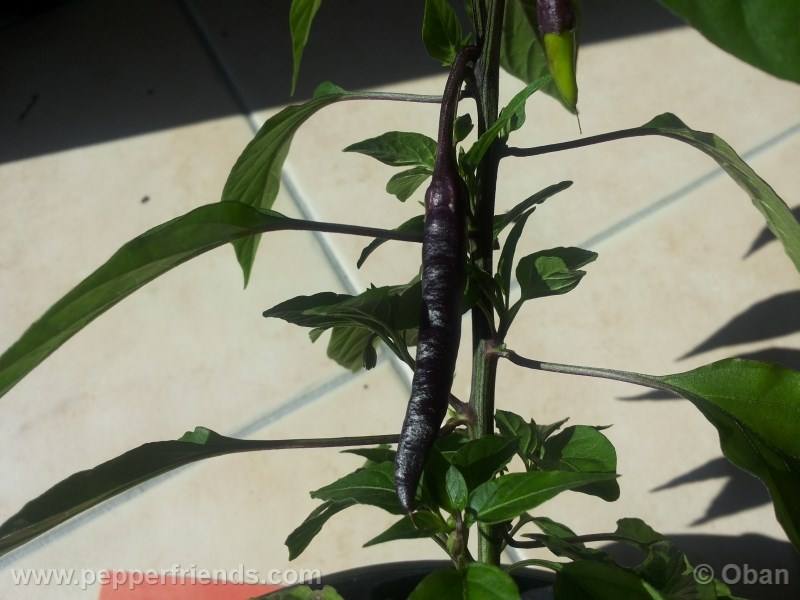 cayenne-purple_001_frutto_%2002.jpg