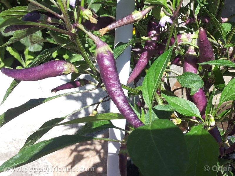 cayenne-purple_001_pianta_%2010.jpg