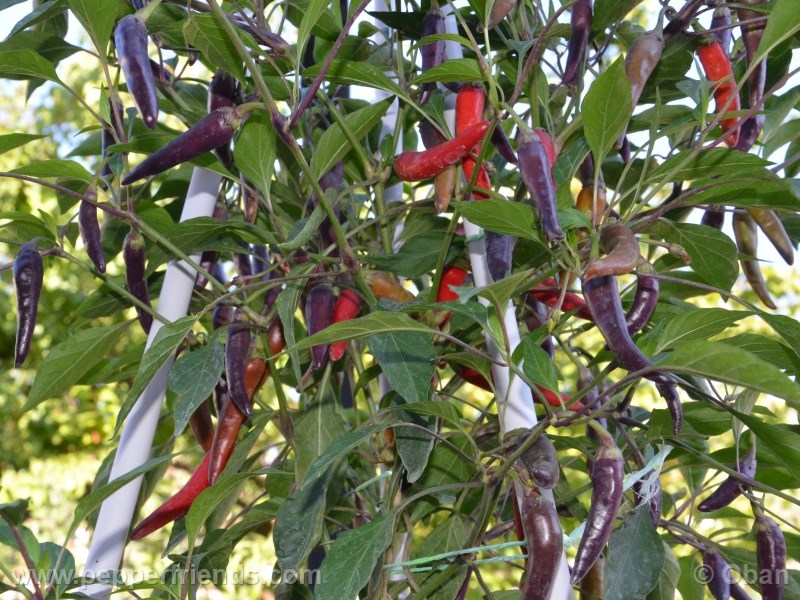 cayenne-purple_001_pianta_%2013.jpg