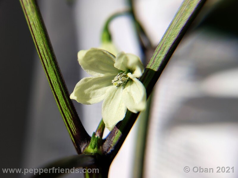 cayenne-chocolate_001_fiore_03.jpg