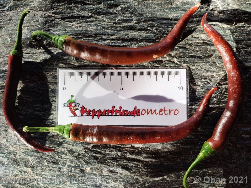 cayenne-chocolate_001_frutto_09.jpg